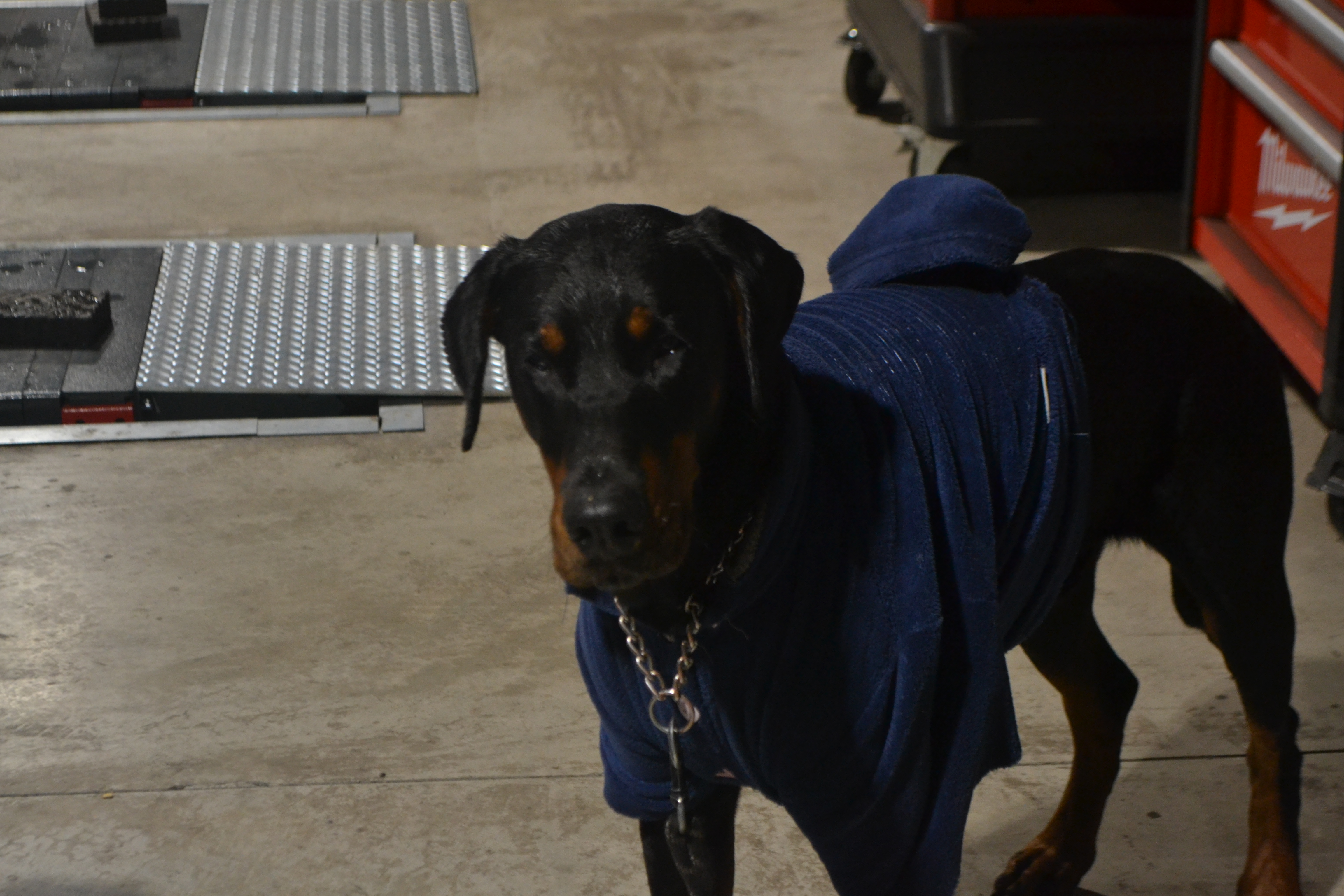 La Mascotte in officina